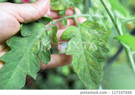 Growing tomatoes, care, treatment of plant diseases Growing tomatoes, care, treatment of plant diseases 127187888