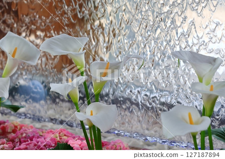 Calla lilies blooming in the water basin Calla lilies blooming in the water basin 127187894