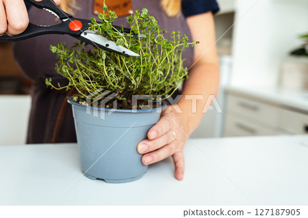 Grow herbs at home in flowerpot on windowsill 127187905