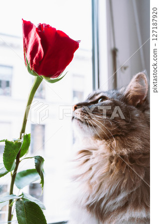 Portrait fluffy gray cat looking out window, nearred rose Portrait fluffy gray cat looking out window, nearred rose 127187920