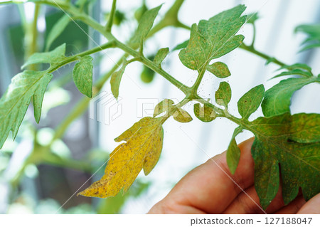 Tomato leaves affected by spider mites and aphids 127188047