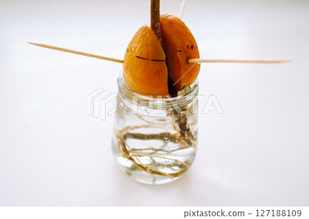 glass cup and rooted avocado plant glass cup and rooted avocado plant 127188109
