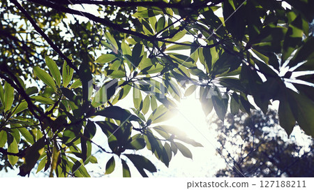Sunlight filtering through the trees 127188211
