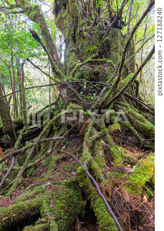 Yakushima Shiratani Unsuikyo: Japan's most beautiful moss forest (February Yakushima Shiratani Unsuikyo: Japan's most beautiful moss forest (February 127188240