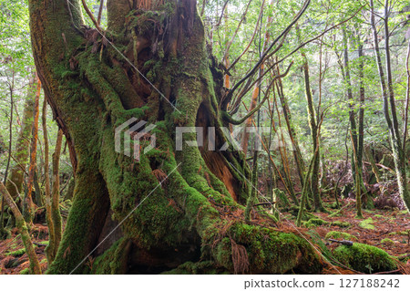 屋久島白谷雲水峽:日本最美的苔蘚森林(二月 屋久島白谷雲水峽:日本最美的苔蘚森林(二月 127188242
