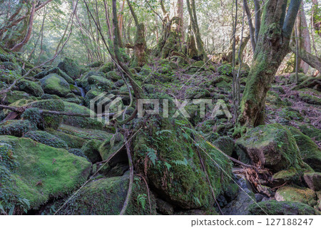 Yakushima Shiratani Unsuikyo Gorge (February): A forest where gods live and where beautiful moss shines 127188247