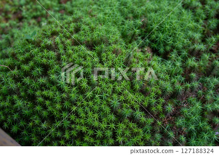 雪松苔蘚和綠色景觀的宏觀 雪松苔蘚和綠色景觀的宏觀 127188324
