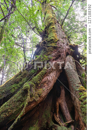 屋久島白谷雲水峽：神所居住的屋久杉（2月） 127188392