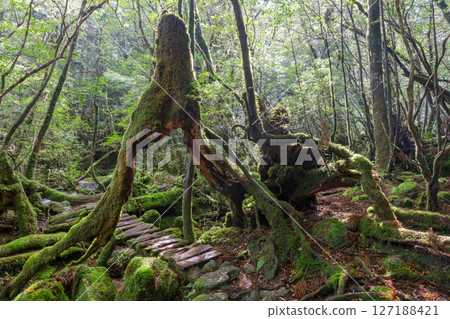 屋久島白谷雲水峽:陽光透過樹木和神靈的縫隙灑滿森林(2月) 屋久島白谷雲水峽:陽光透過樹木和神靈的縫隙灑滿森林(2月) 127188421