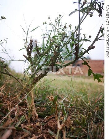 Closeup of a Young Plant in a Field Closeup of a Young Plant in a Field 127188475