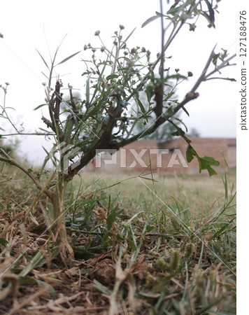 CloseUp View of a Small Plant with a Brick Building in the Background CloseUp View of a Small Plant with a Brick Building in the Background 127188476