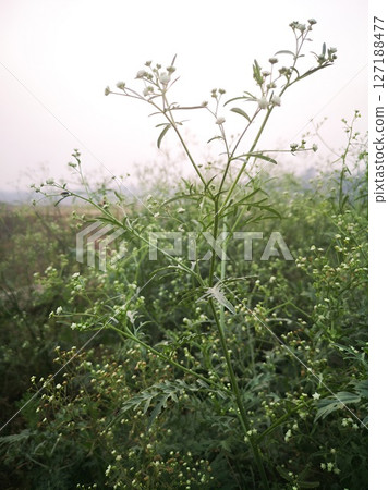 Misty Meadow Delicate Wildflowers in a Foggy Field Misty Meadow Delicate Wildflowers in a Foggy Field 127188477