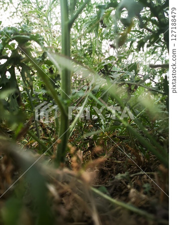 Lush Green Foliage CloseUp View of Plants and Ground Cover Lush Green Foliage CloseUp View of Plants and Ground Cover 127188479