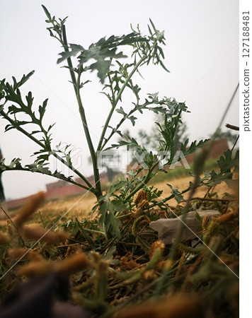 Resilient Plant Low Angle CloseUp Resilient Plant Low Angle CloseUp 127188481