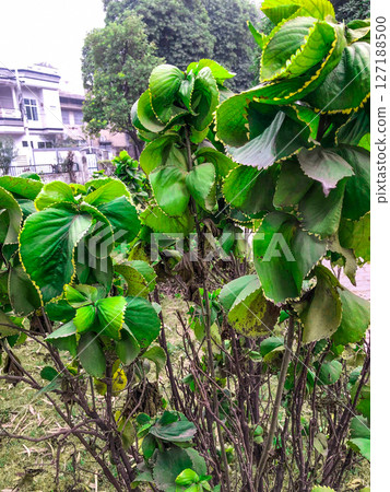 Vibrant Green Leafy Plant Lush Foliage Texture and Detail Vibrant Green Leafy Plant Lush Foliage Texture and Detail 127188500