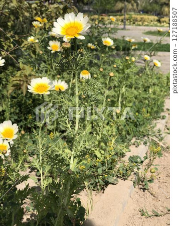 Vibrant Crown Daisy Wildflower Meadow Vibrant Crown Daisy Wildflower Meadow 127188507
