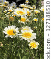 Crown Daisy Flowers CloseUp View of White and Yellow Blooms in a Garden Setting 127188510