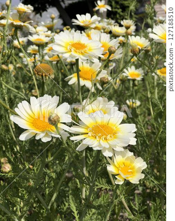 Crown Daisy Flowers CloseUp View of White and Yellow Blooms in a Garden Setting 127188510