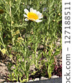 Chrysanthemum coronarium CloseUp of a Crown Daisy Flower in Bloom 127188511