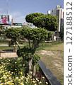 Urban Landscaping Topiary Bush in City Park Setting 127188512
