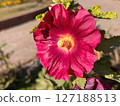 Vibrant Pink Hollyhock Flower CloseUp Detailed Macro Photography of a Blossom 127188513