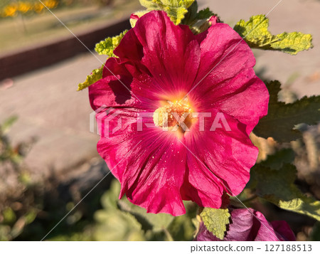 Vibrant Pink Hollyhock Flower CloseUp Detailed Macro Photography of a Blossom Vibrant Pink Hollyhock Flower CloseUp Detailed Macro Photography of a Blossom 127188513