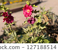 Vibrant Crimson Hollyhocks Closeup Garden Photography of Deep Pink Flowers 127188514