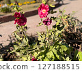 Vibrant Dark Pink Hollyhock Flowers in Garden Setting 127188515