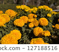Vibrant Yellow Marigolds in Full Bloom 127188516