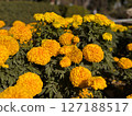 Vibrant Yellow Marigolds CloseUp Photography of Blooming Flowers 127188517