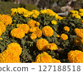 Vibrant Yellow Marigold Flowers CloseUp View of Blooming Marigolds 127188518