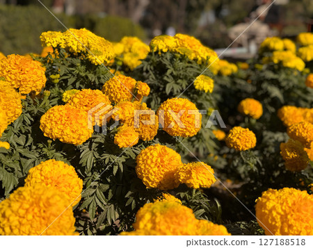 Vibrant Yellow Marigold Flowers CloseUp View of Blooming Marigolds Vibrant Yellow Marigold Flowers CloseUp View of Blooming Marigolds 127188518
