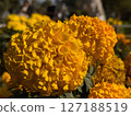Vibrant Yellow Marigold Flowers CloseUp 127188519