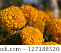 Vibrant Yellow Marigolds CloseUp Photography of Mexican Marigold Blooms 127188520