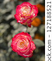 Stunning TwoTone Roses CloseUp Macro Photography of Red and White Blooms 127188521