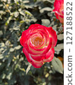 Stunning TwoTone Rose Bloom Closeup Photography of Red and White Flower 127188522