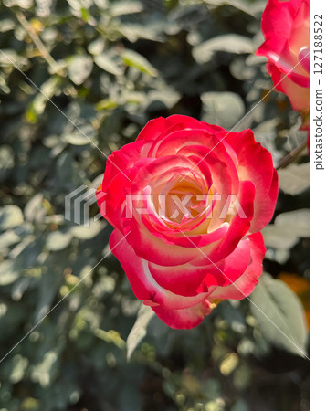 Stunning TwoTone Rose Bloom Closeup Photography of Red and White Flower 127188522