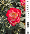 Stunning TwoTone Rose Vibrant Red and Cream Bloom 127188523