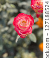 Stunning TwoTone Rose Bloom CloseUp Photography of Red and White Flower 127188524