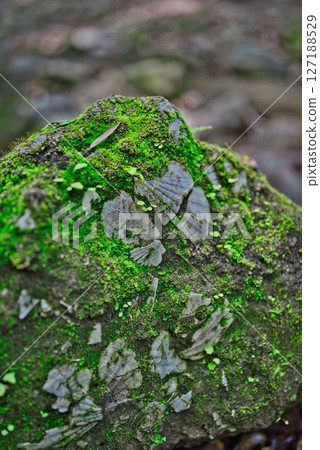 Fossils of Iokido Cave Fossils of Iokido Cave 127188529