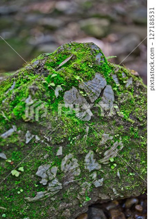 Fossils of Iokido Cave 127188531