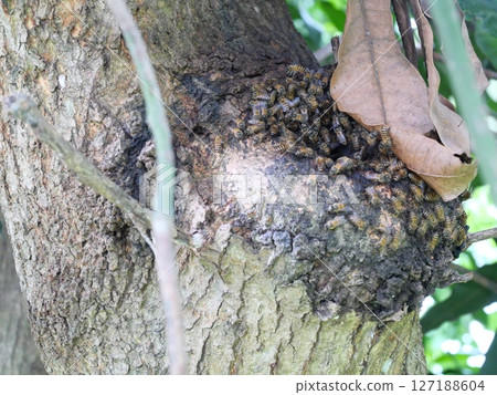 Swarm of Eastern or Asiatic or Asian honey bee flying in and out of a hole in a tree, Natural habitat for insects that help pollinate plant 127188604