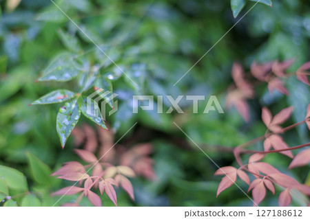Leaves with morning dew, autumn leaves 127188612