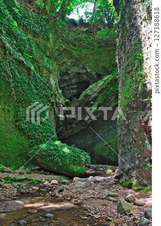 Fern colony in Iokido Fern colony in Iokido 127188618