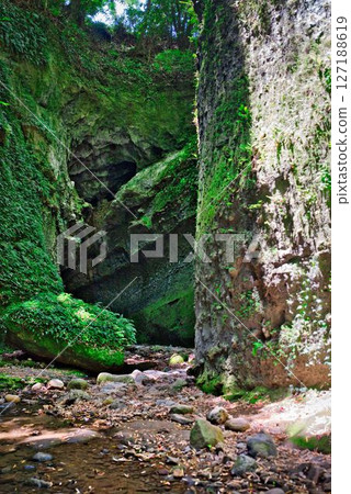 Fern colony in Iokido Fern colony in Iokido 127188619
