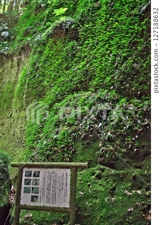 Fern colony in Iokido Fern colony in Iokido 127188632