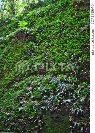 Fern colony in Iokido 127188640