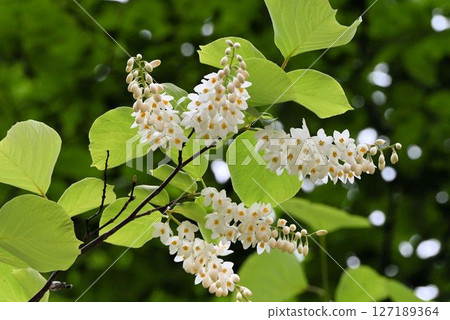 A beautiful white-flowered lily found throughout Japan, with many clusters of white flowers resembling white clouds. A beautiful white-flowered lily found throughout Japan, with many clusters of white flowers resembling white clouds. 127189364