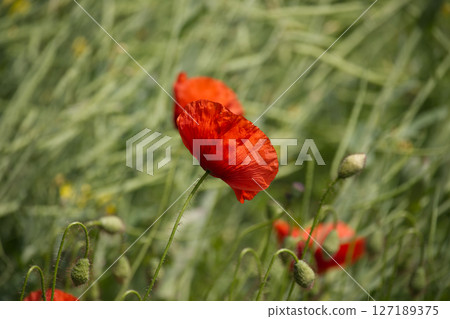 Beautiful red poppies gracefully blooming in a field of green under sunlight. Beautiful red poppies gracefully blooming in a field of green under sunlight. 127189375