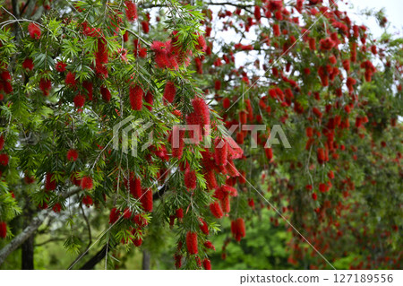 Hamana Lake Garden Park Hamana Lake Garden Park 127189556